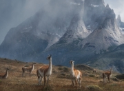 雷火电竞简介-绿茵场上的火箭升空，意甲焦点夜，杰伦·格林完成篮球证明