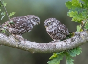 雷火电竞入驻-活塞斩落鹈鹕，关键先生英格拉姆，为何亲手将胜利钥匙递给对手？