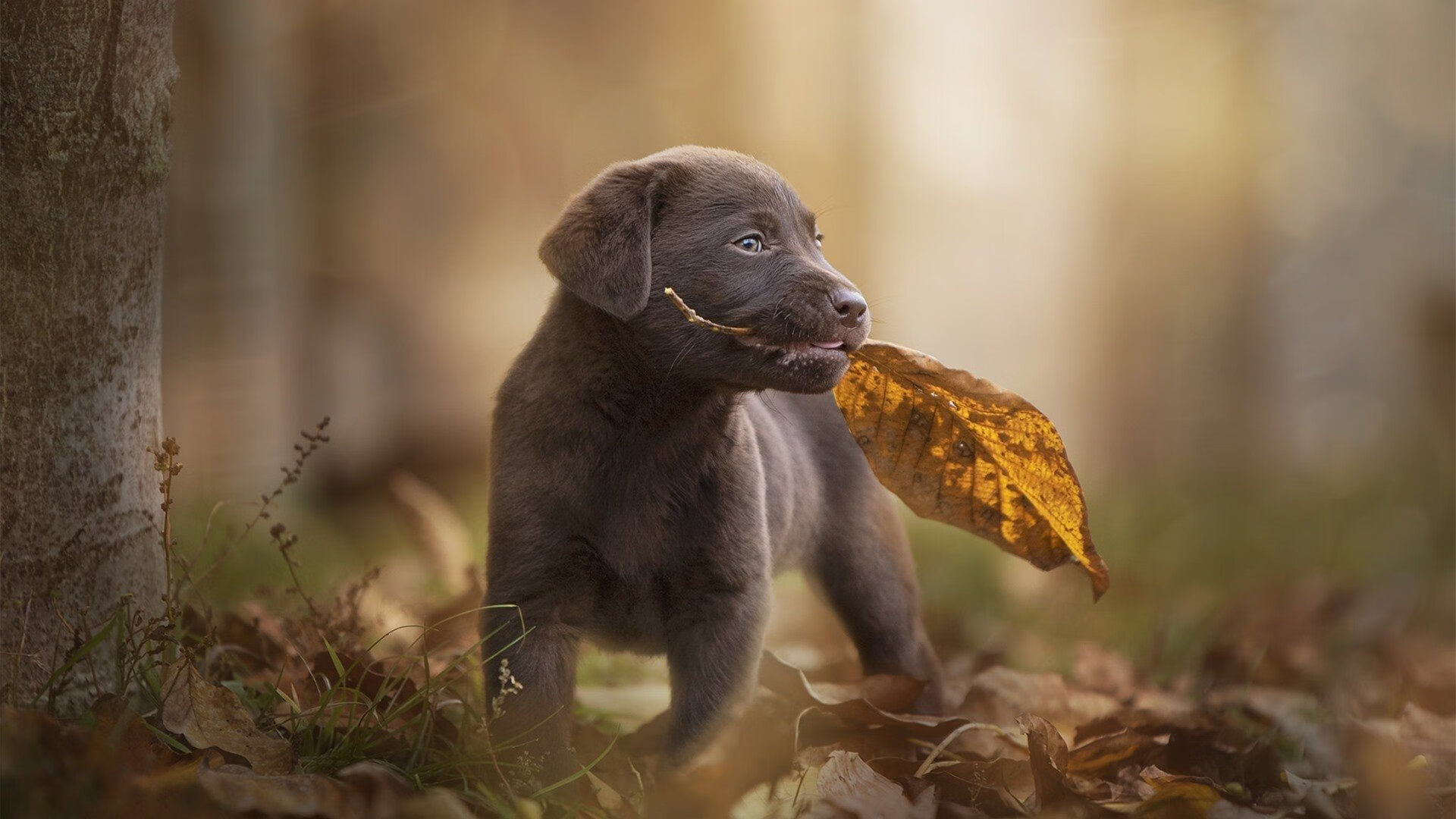 恩佐传奇之夜，NBA总决赛赛后评分拉满的背后故事