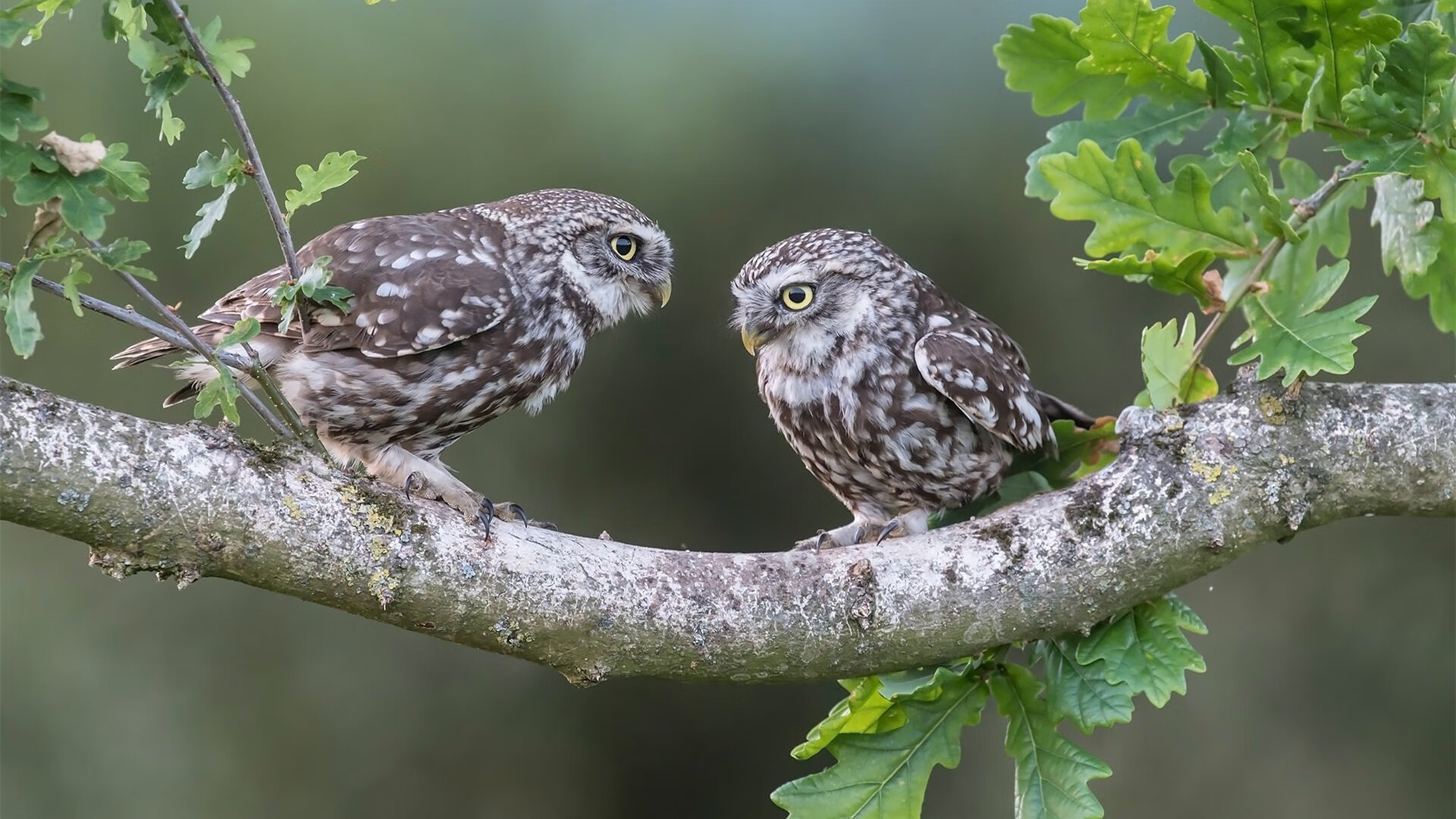 活塞斩落鹈鹕，关键先生英格拉姆，为何亲手将胜利钥匙递给对手？